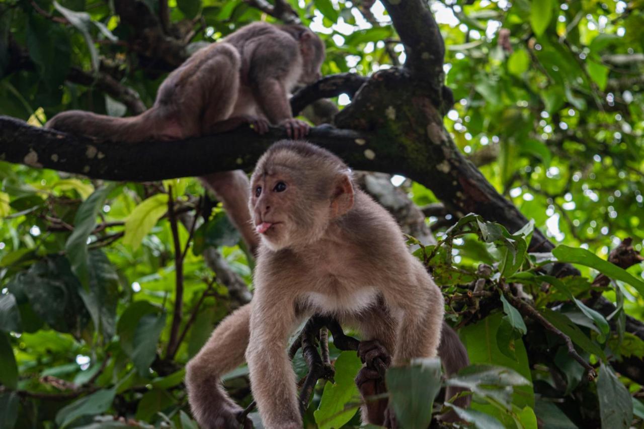 Suchipakari Amazon Eco -Lodge & Jungle Reserve Misahualli Экстерьер фото
