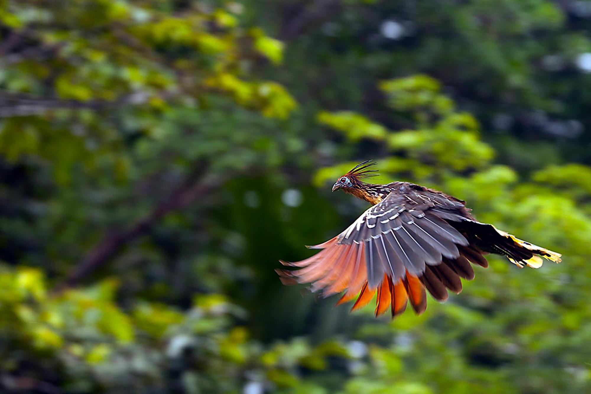 Suchipakari Amazon Eco -Lodge & Jungle Reserve Misahualli Экстерьер фото